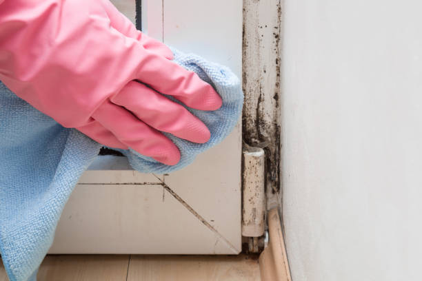 Mold Odor Removal Services in Kibler, AR